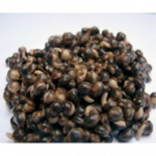 CcMoore Hot Hemp Ziarna, Orzechy » CcMoore Hot Hemp » Rockworld Sklep dla karpiarzy, Sklep Wędkarski, Wędkarstwo Spiningowe