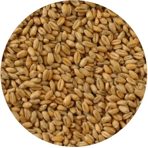 Rockworld - Pszenica Ziarno 25 kgopakowanie 25 kg - MPN: 027 - EAN: 200000099206
