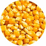 TandemBaits Carp Food Carp Ready - Flavored Corn brandinta šilauogė TandemBaits Carp Food Carp Ready - Flavored Corn brandinta šilauogė