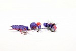 Nash Zig Bugs Purple Bugs