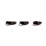 Nash Zig Bugs Black Sedge