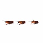 Nash Zig Bugs Brown Sedge