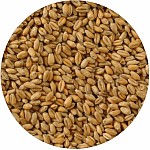 Rockworld - Pszenica Ziarno