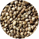 Rockworld  - Konopie  Ziarno