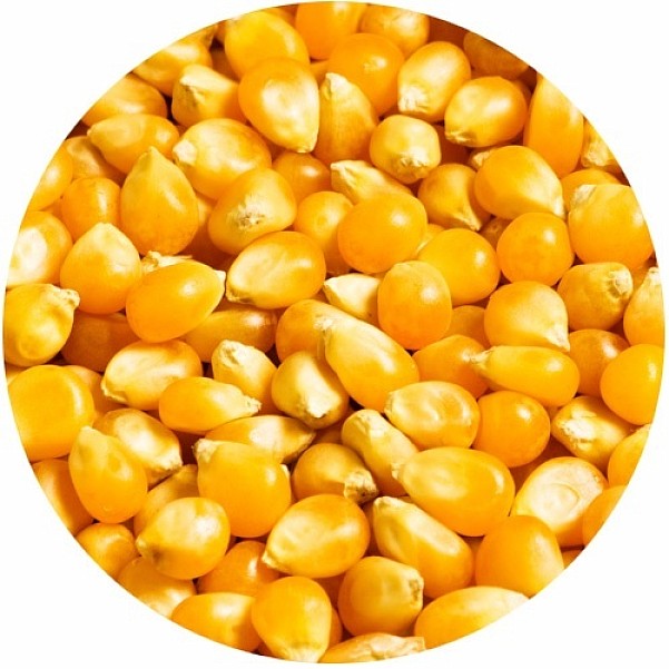 TandemBaits Carp Food Carp Ready - Flavored Cornsmak naturalny - MPN: 26100 - EAN: 5907666683989