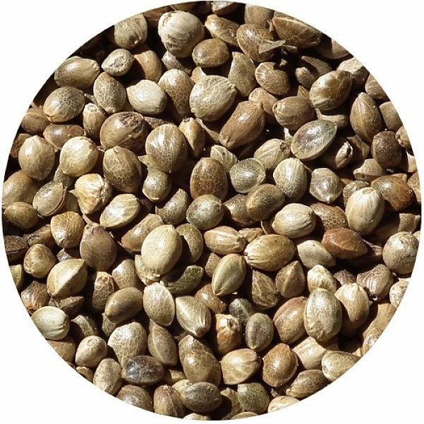 Rockworld  - Kanapės  Sėkla 2,5 kg
