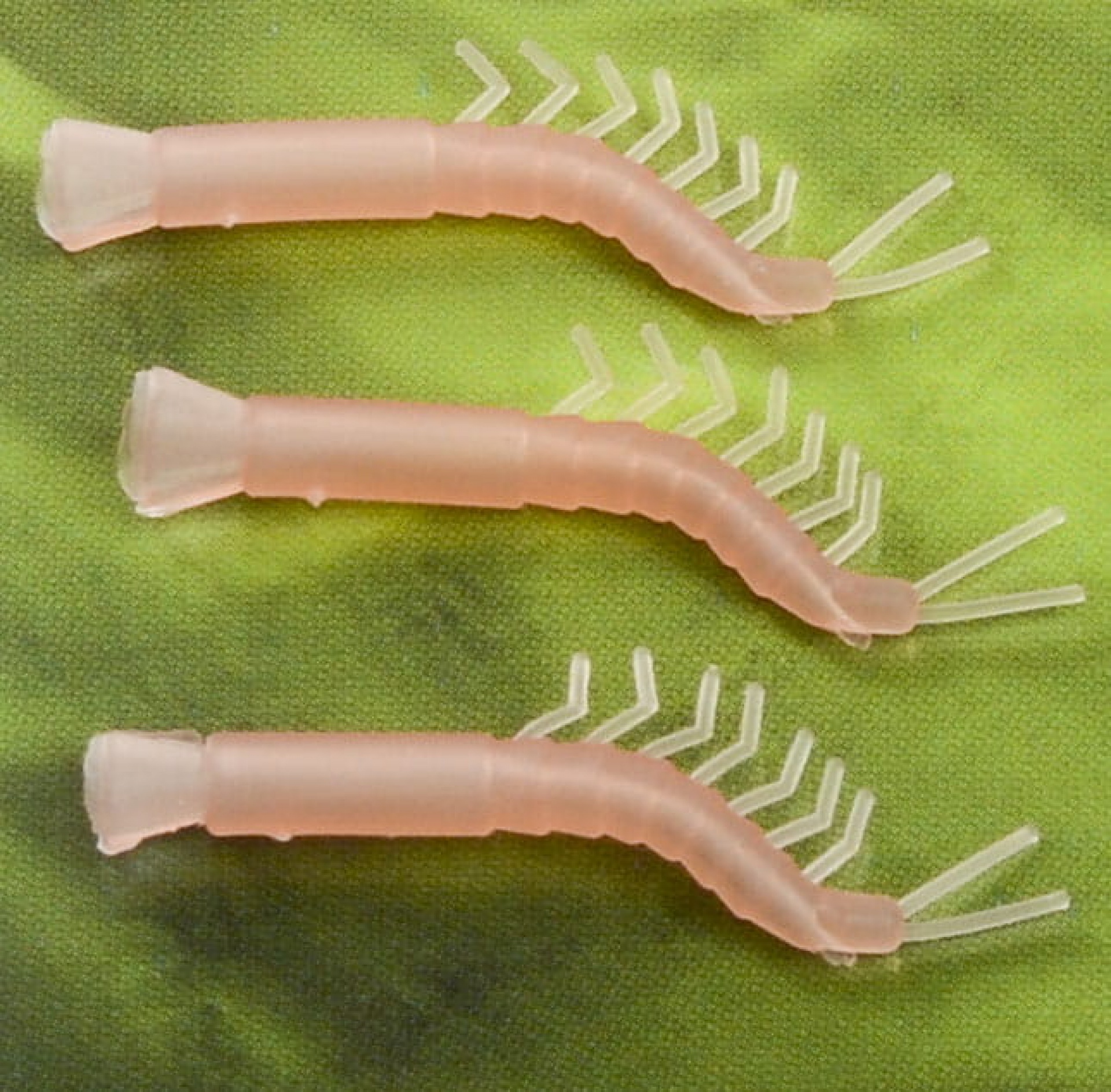 PB Shrimp Aligners