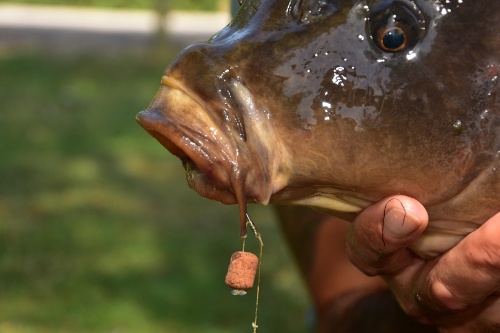 DynamiteBaits Dumbell Wafters - The Source