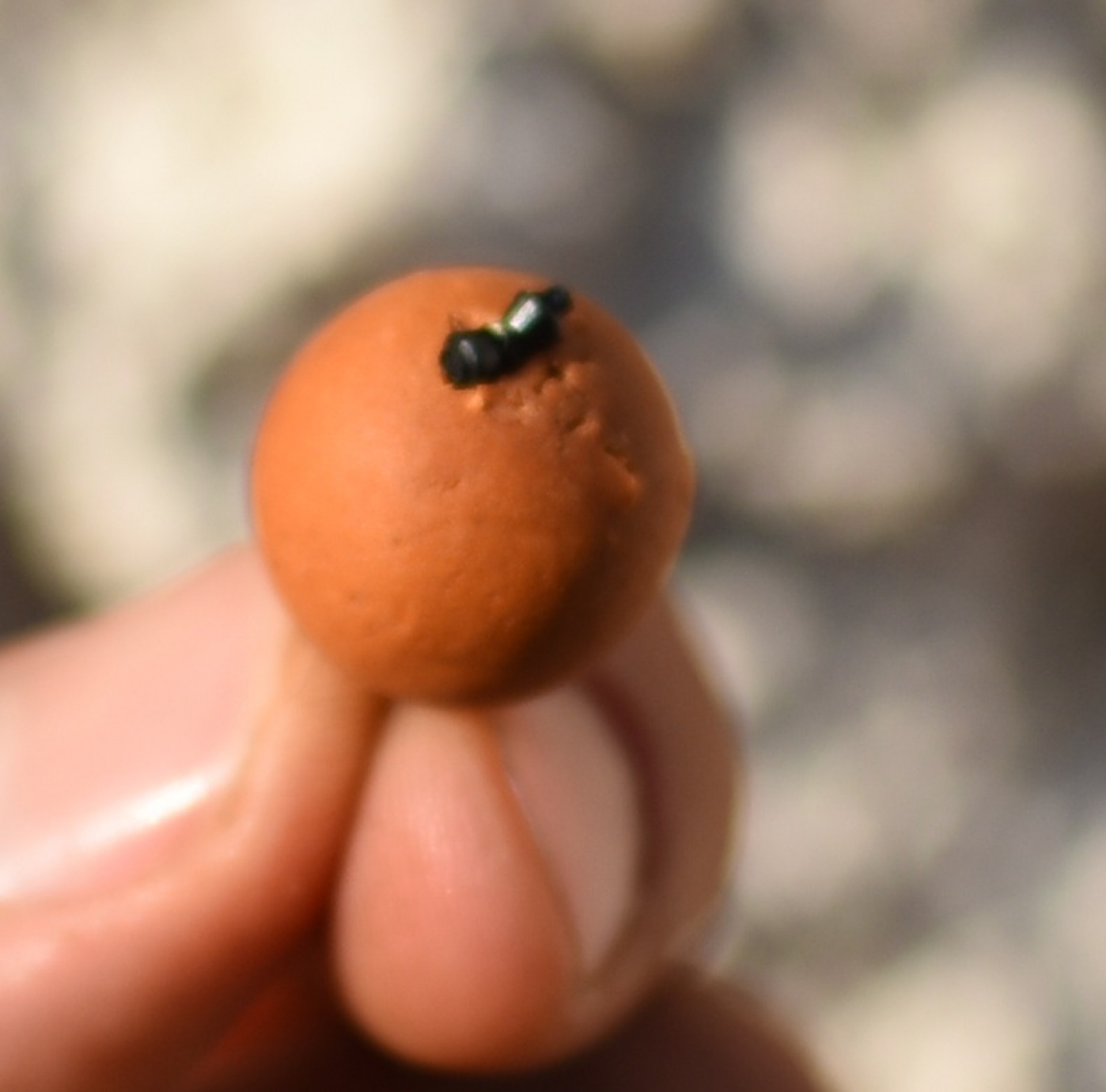 UnderCarp - Barrel Hard Stopper for Boilies