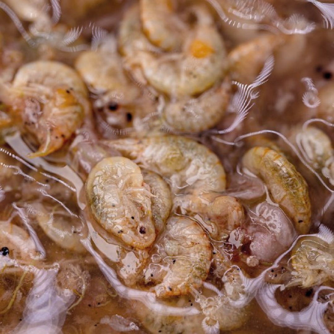 Nash Brine Shrimp and Gammarus Liquid