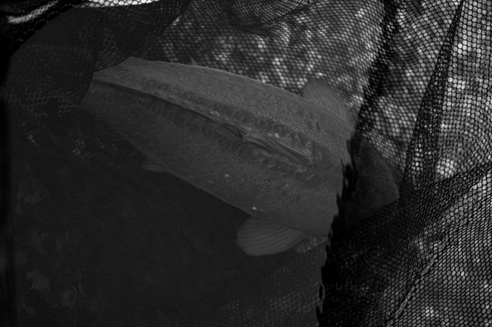 Nash Air Force F40 Landing Net 46