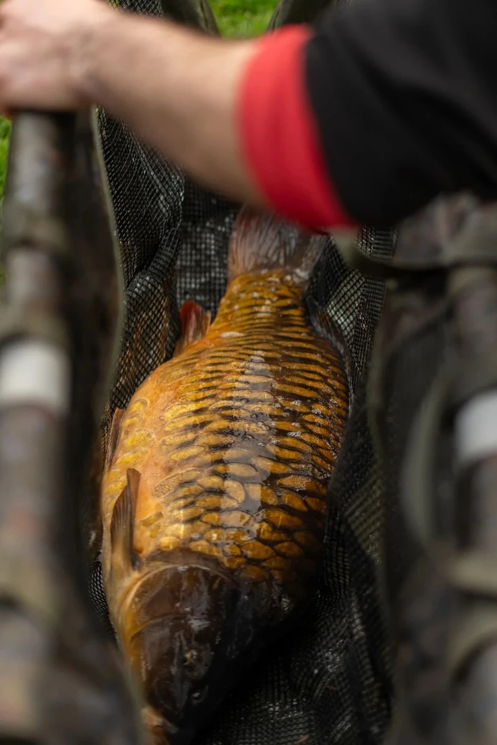 One More Cast Heist PB Sling