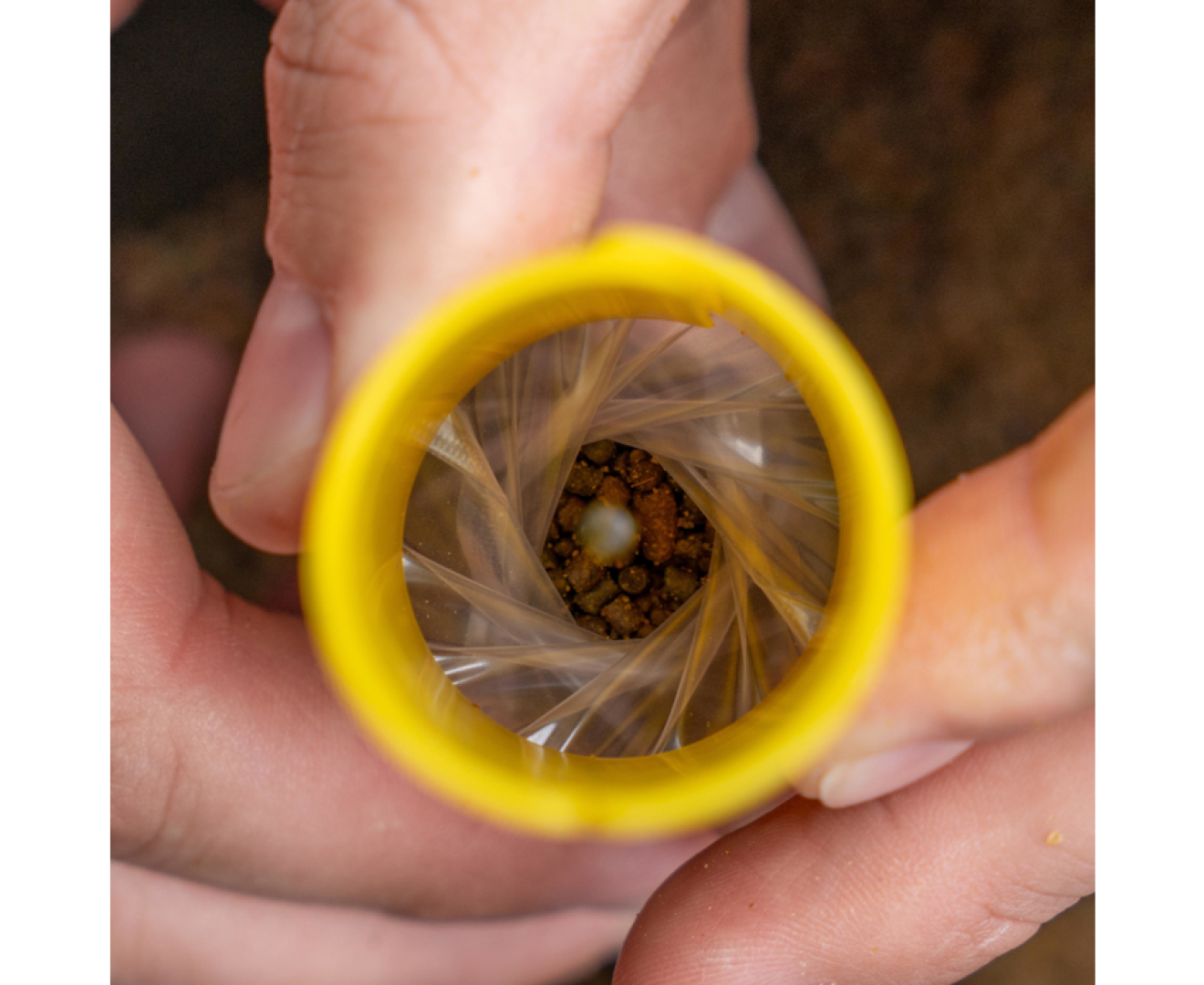 Avid Carp Transfer Solid Bag System - Small