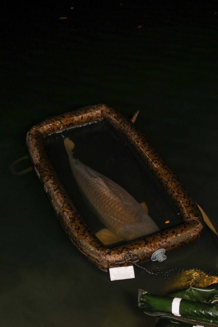 Solar SP C-TECH Floatation Cell