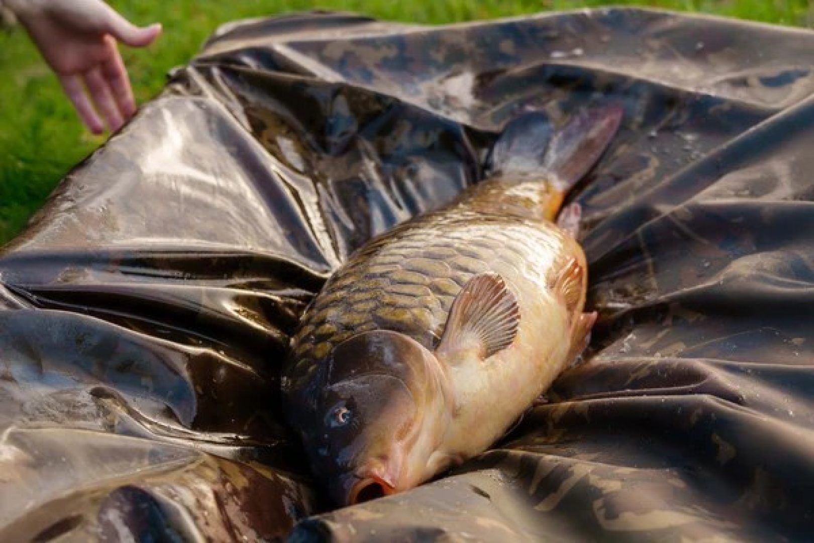 Nash Carp Care Deluxe Beanie Mat XL