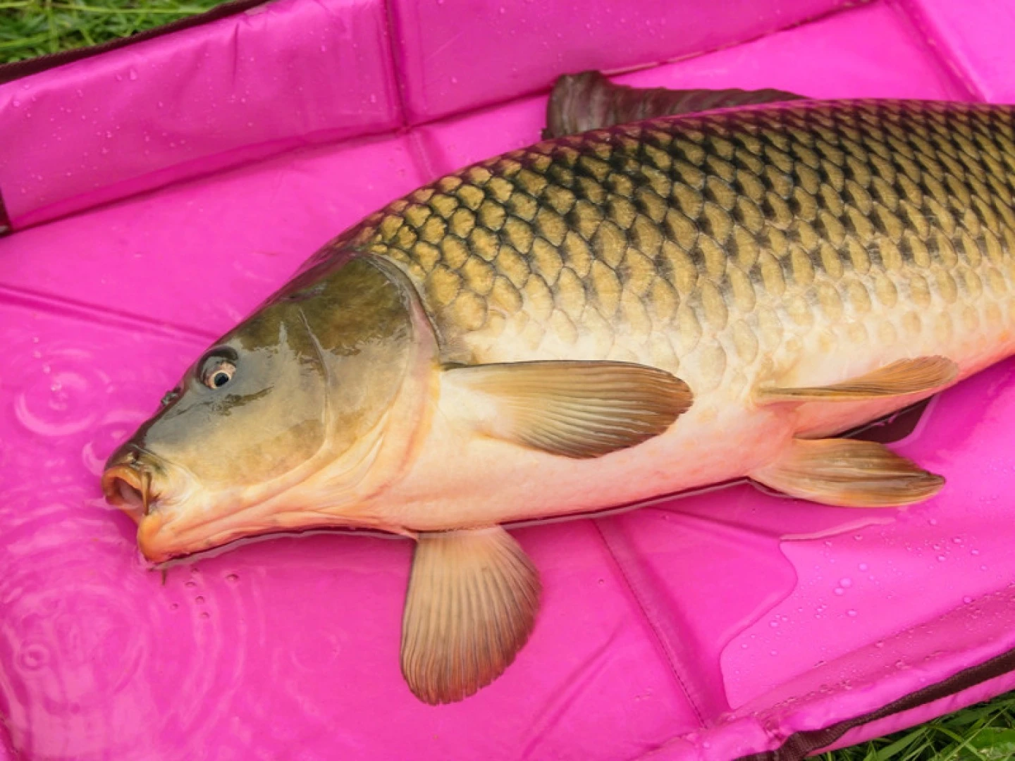 Delphin Duomat QUEEN WOW - Tapis de réception pour carpes avec rebords