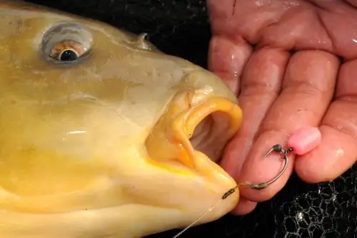 Korda Slow Sinking Maize Banoffee
