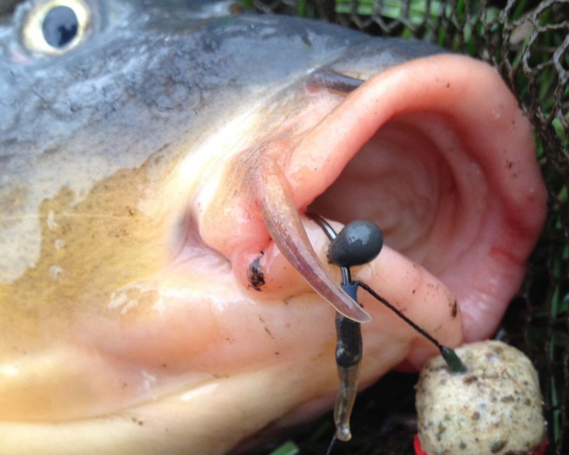 PB Shot On The Hook Rig